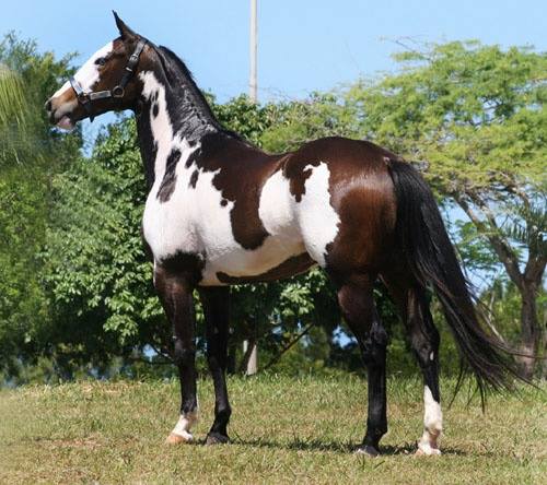 Dongola Horses